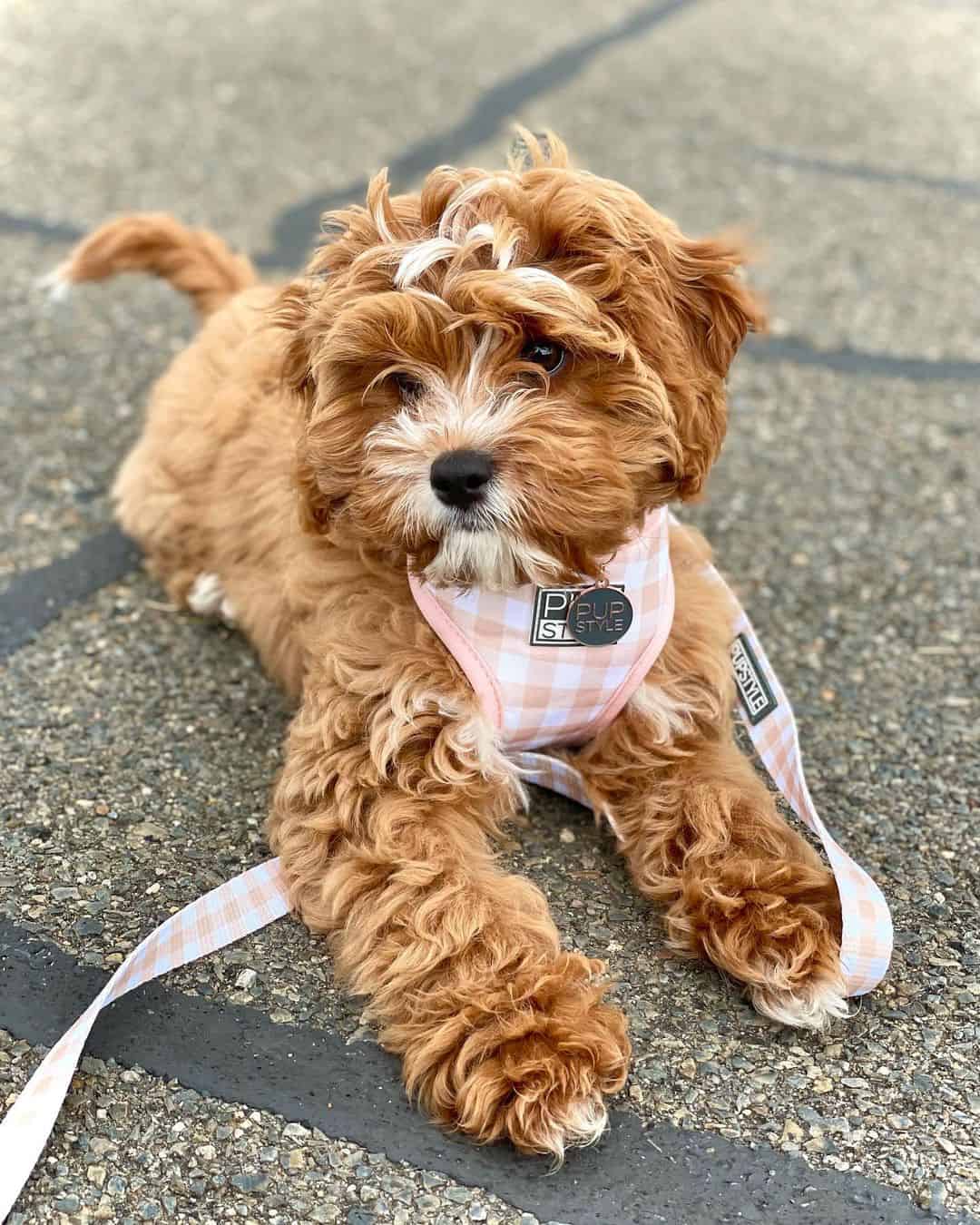 adorable cavapoo dog lying on the ground