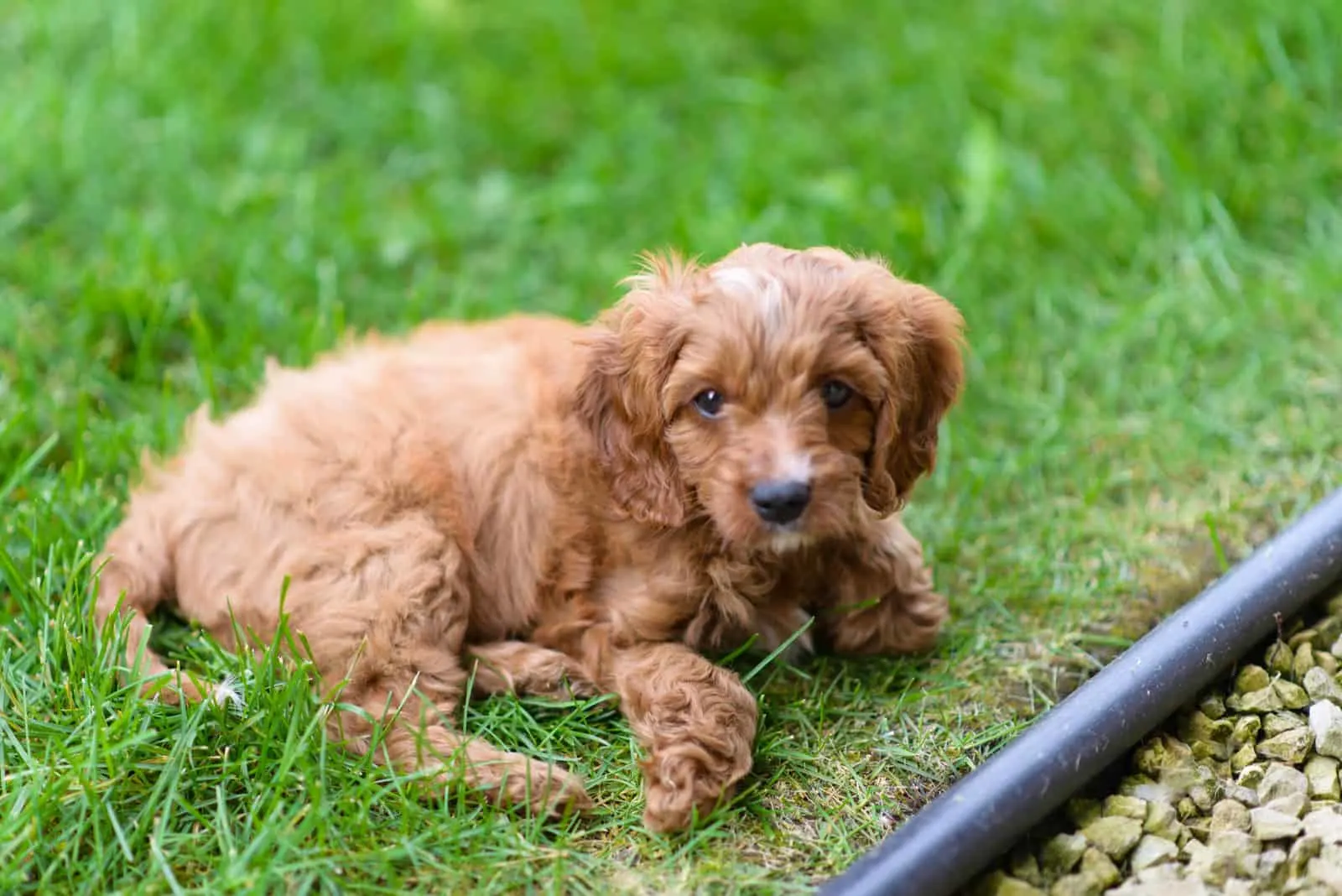 adorable little Cavapoo puppy lying in the backyard