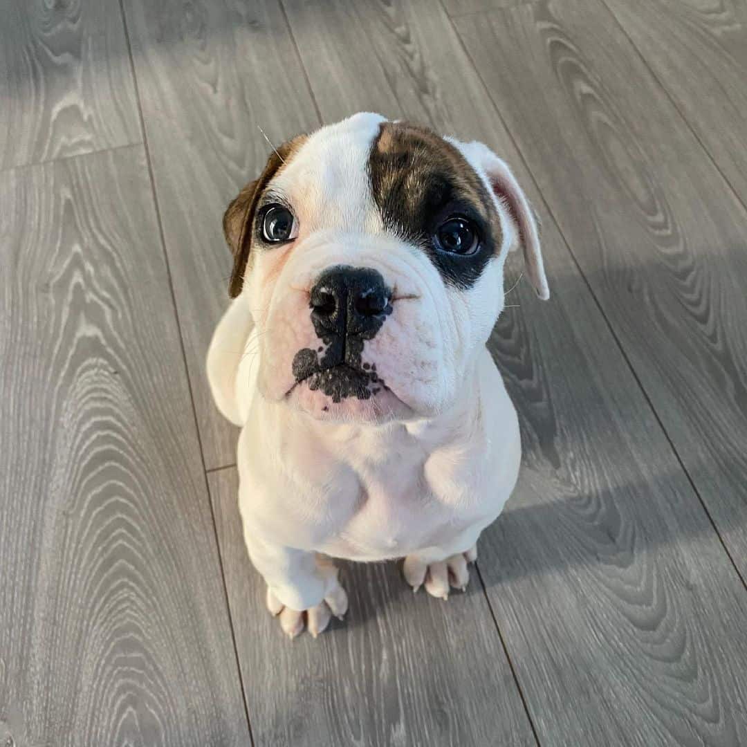 adorable little Johnson American Bulldog puppy