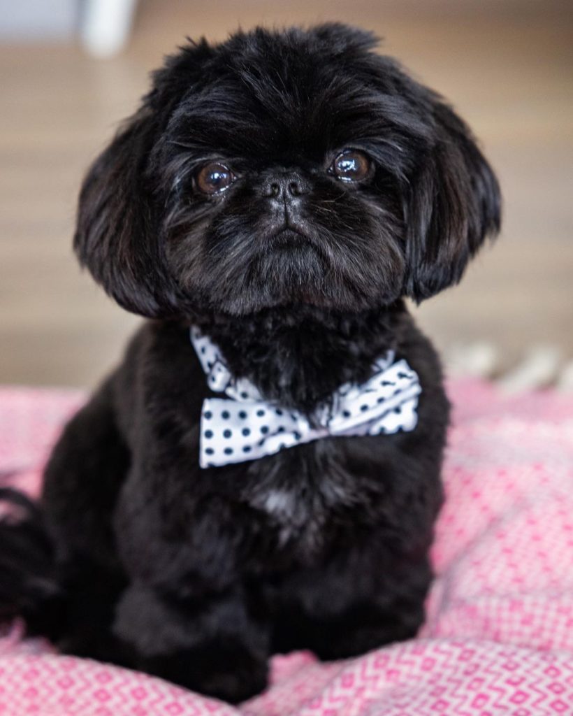 black and white shih tzu plush