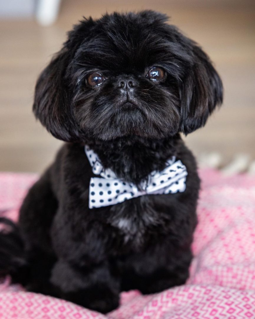 black and white shih tzu plush