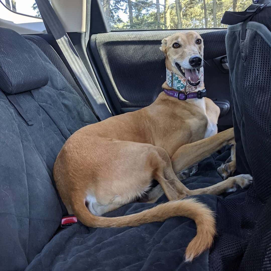 adorable red greyhound in the car