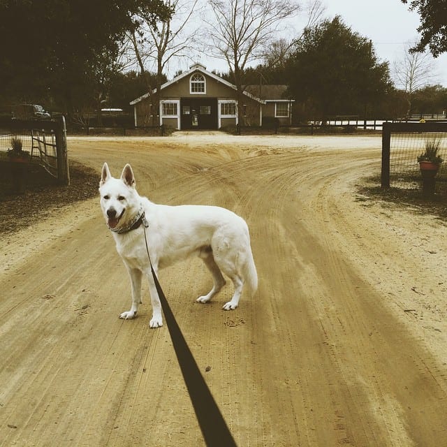 albino german shepherd