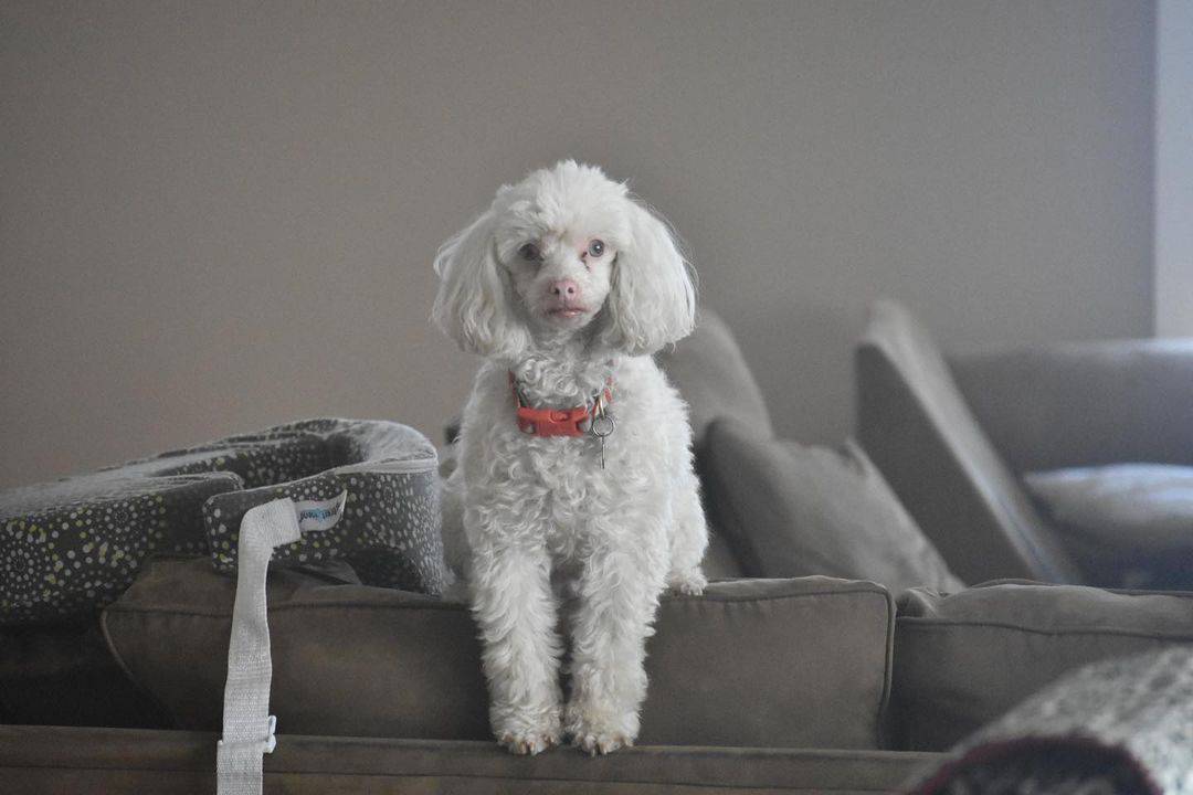 albino poodle