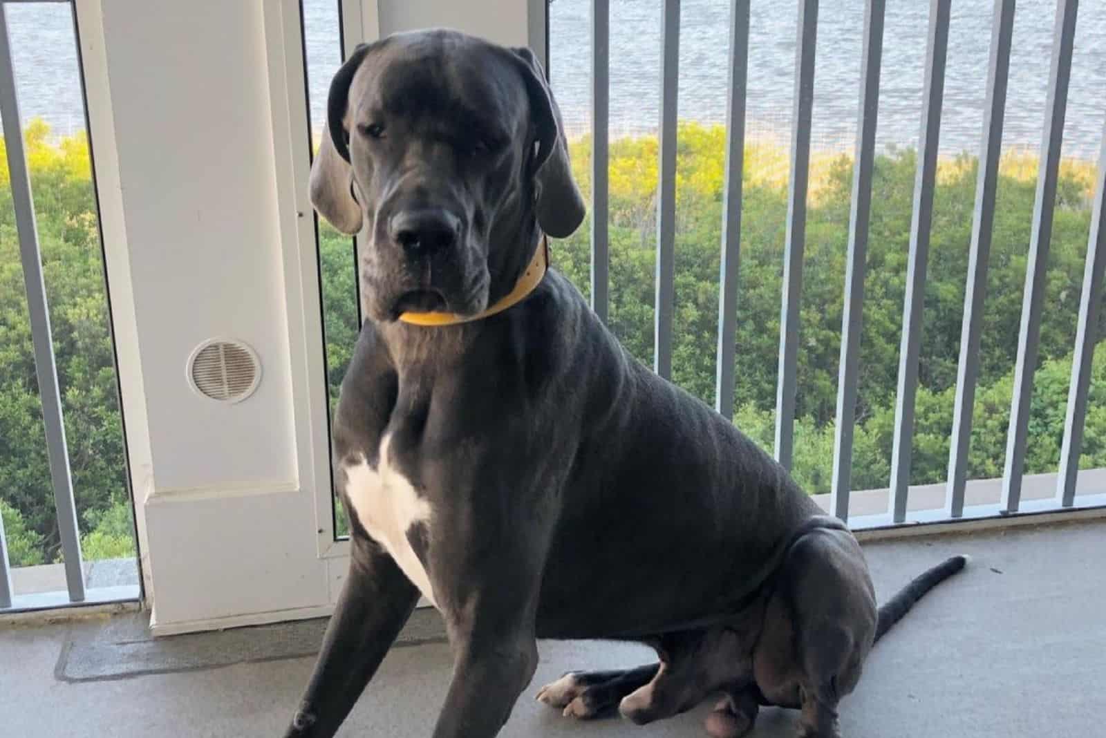 american great dane