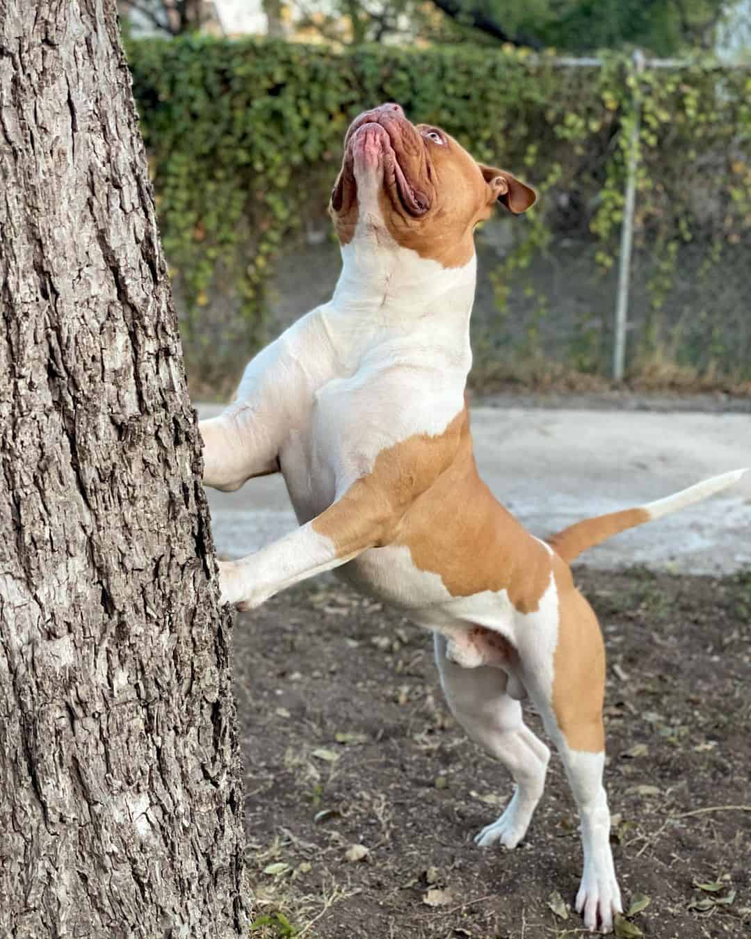 american johnson bulldog looking up