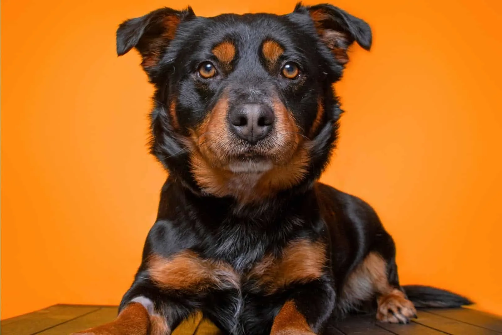 basset hound corgi mix dog in orange background