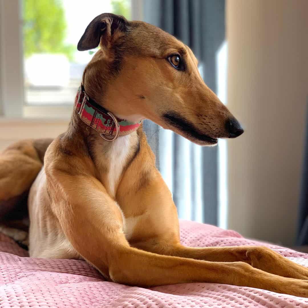 beautiful sable greyhound lying