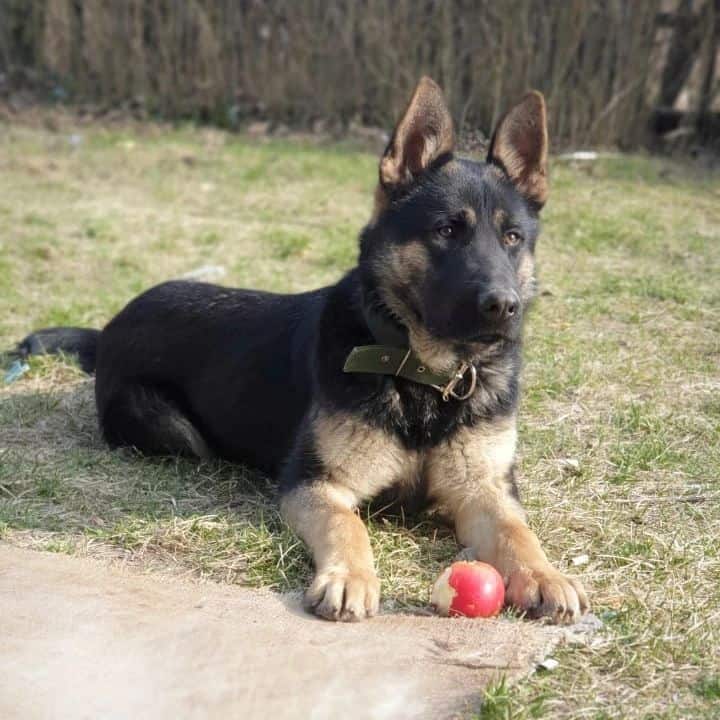 bicolor german shepherd