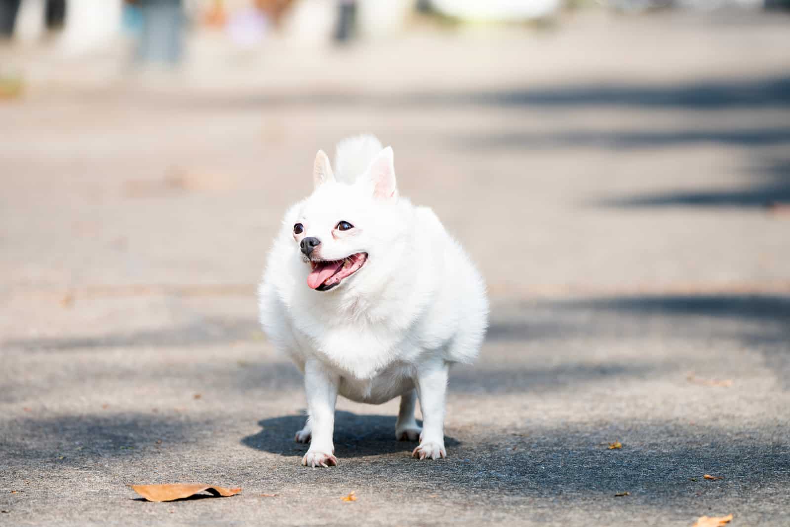 big fat chihuahua dog walking on road