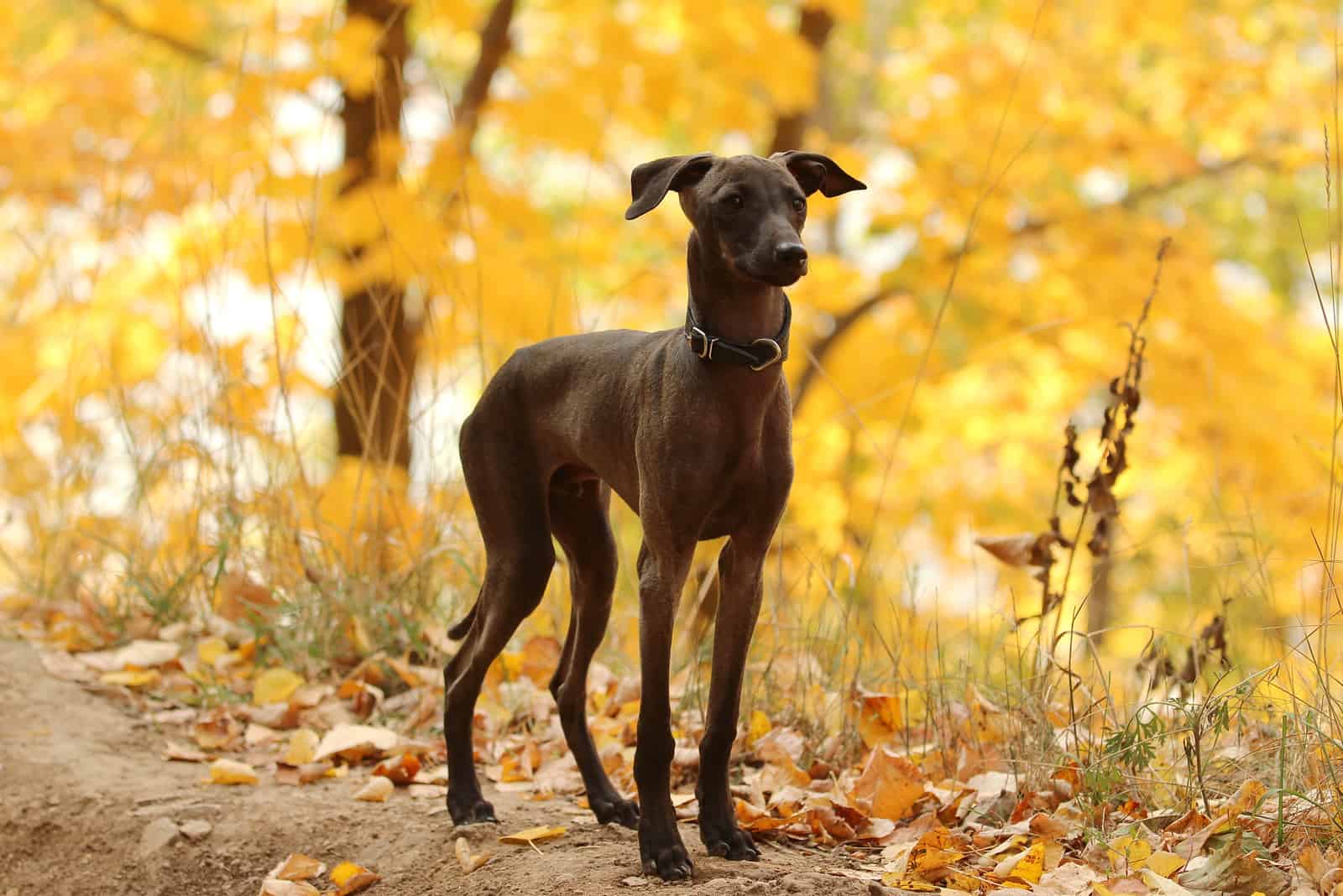 black Italian greyhound in the forest