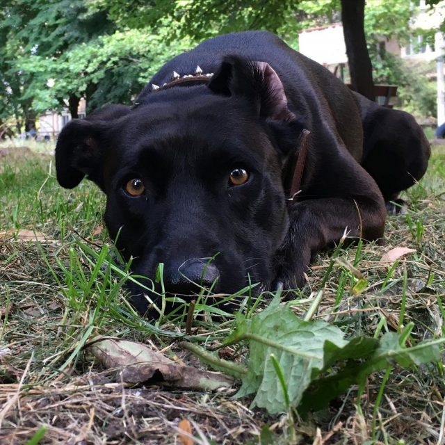 Black Pitbull Aggressive Hounds Or Sweet Angels?