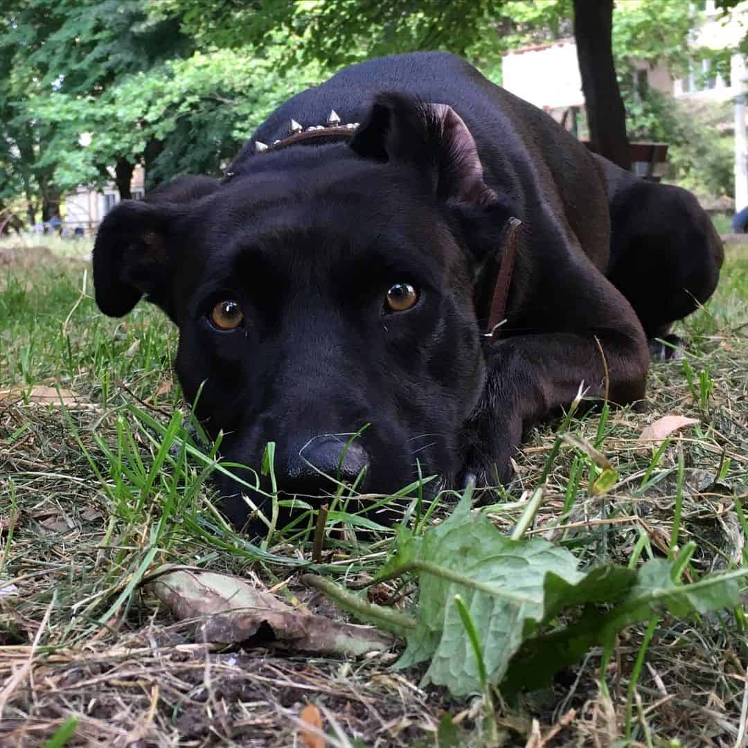 black Pitbull lying on the green grass