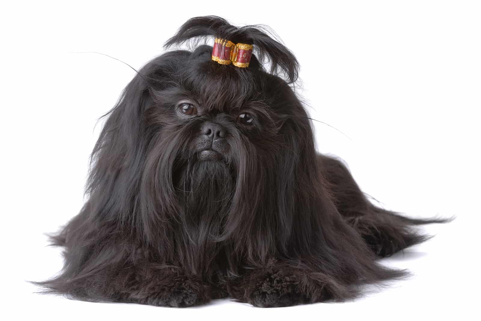 beautiful Shih Tzu dog