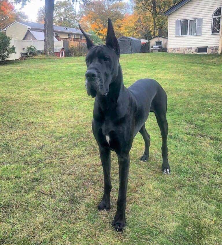 black american great dane