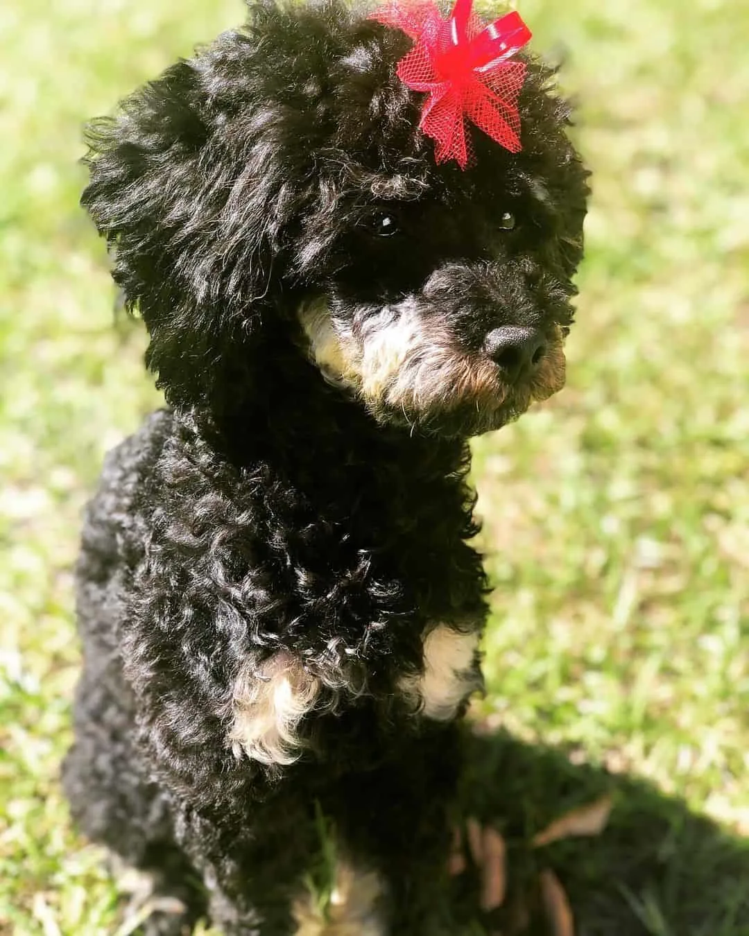 black and brown poodle