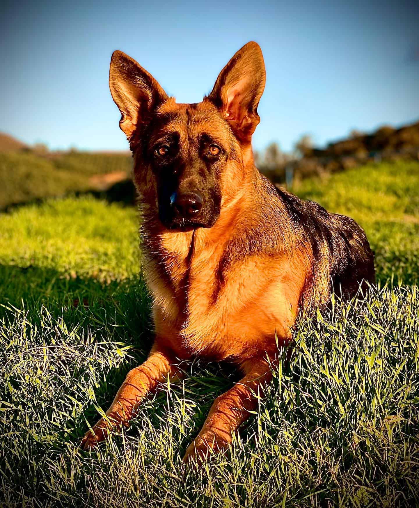 black and red german shepherd