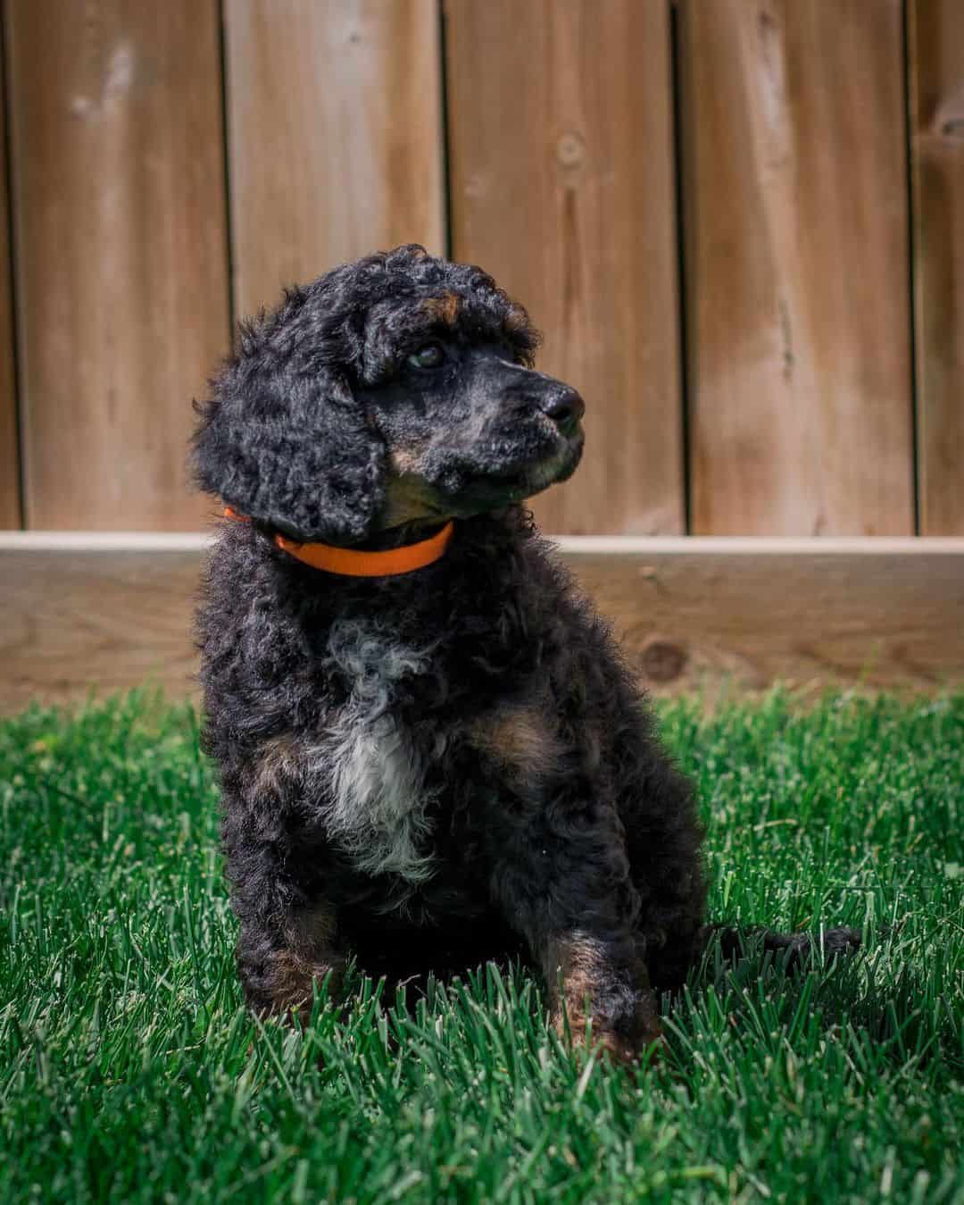 black and red poodle