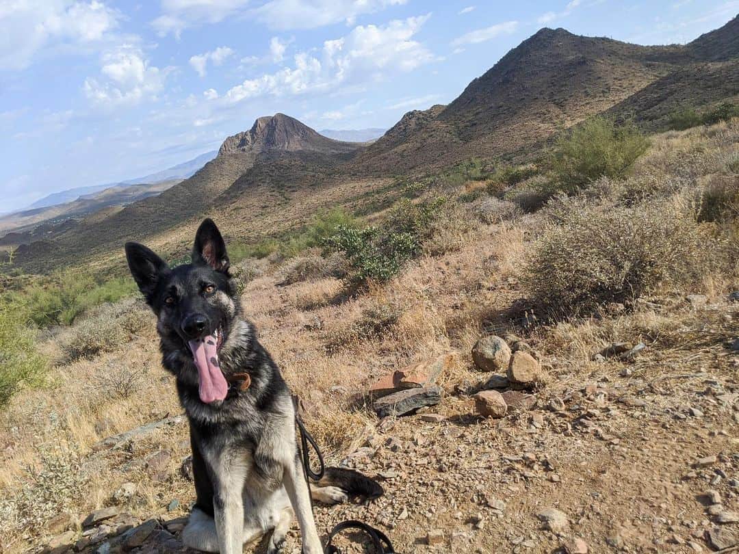 black and silver german shepherd