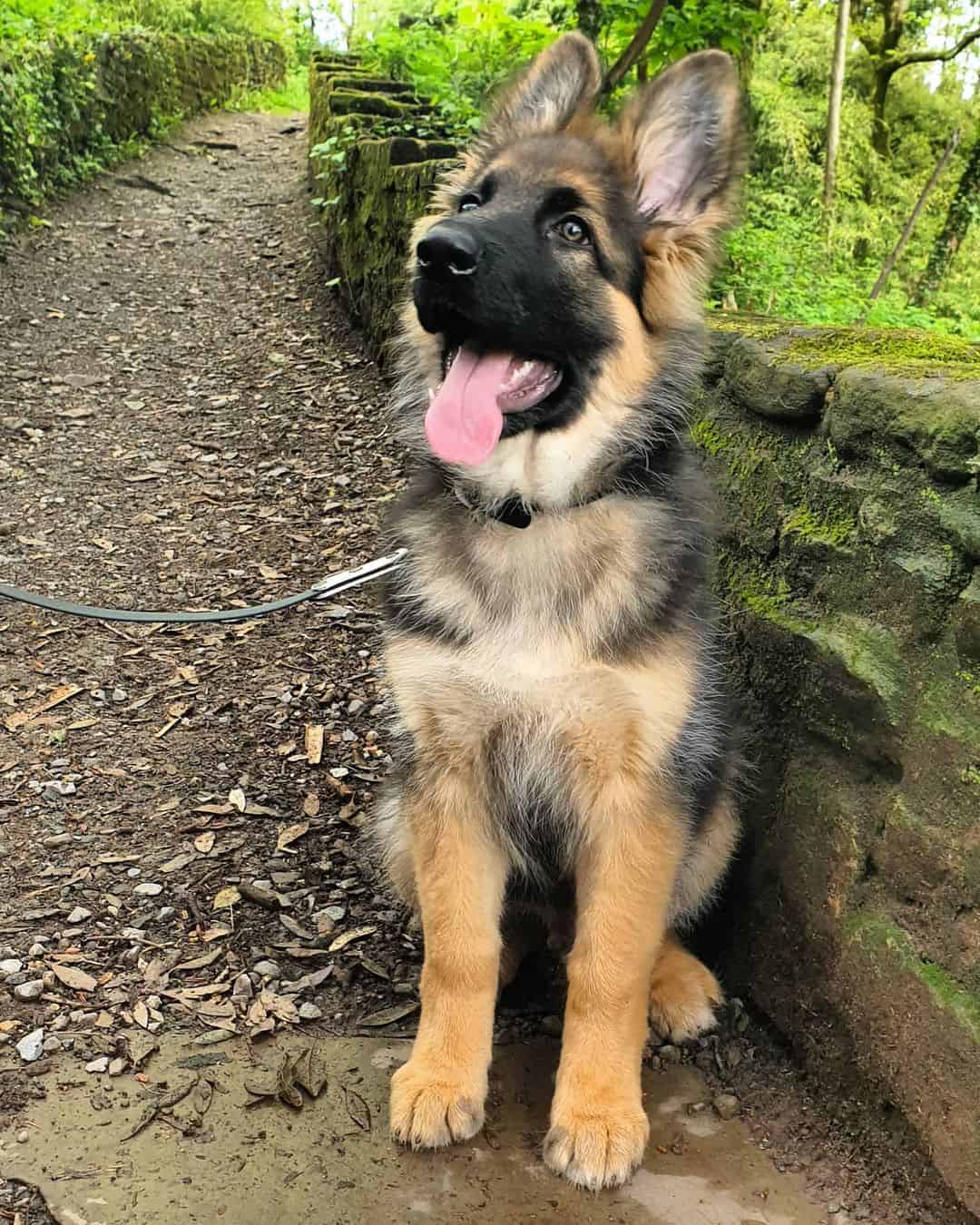 black and tan german shepherd