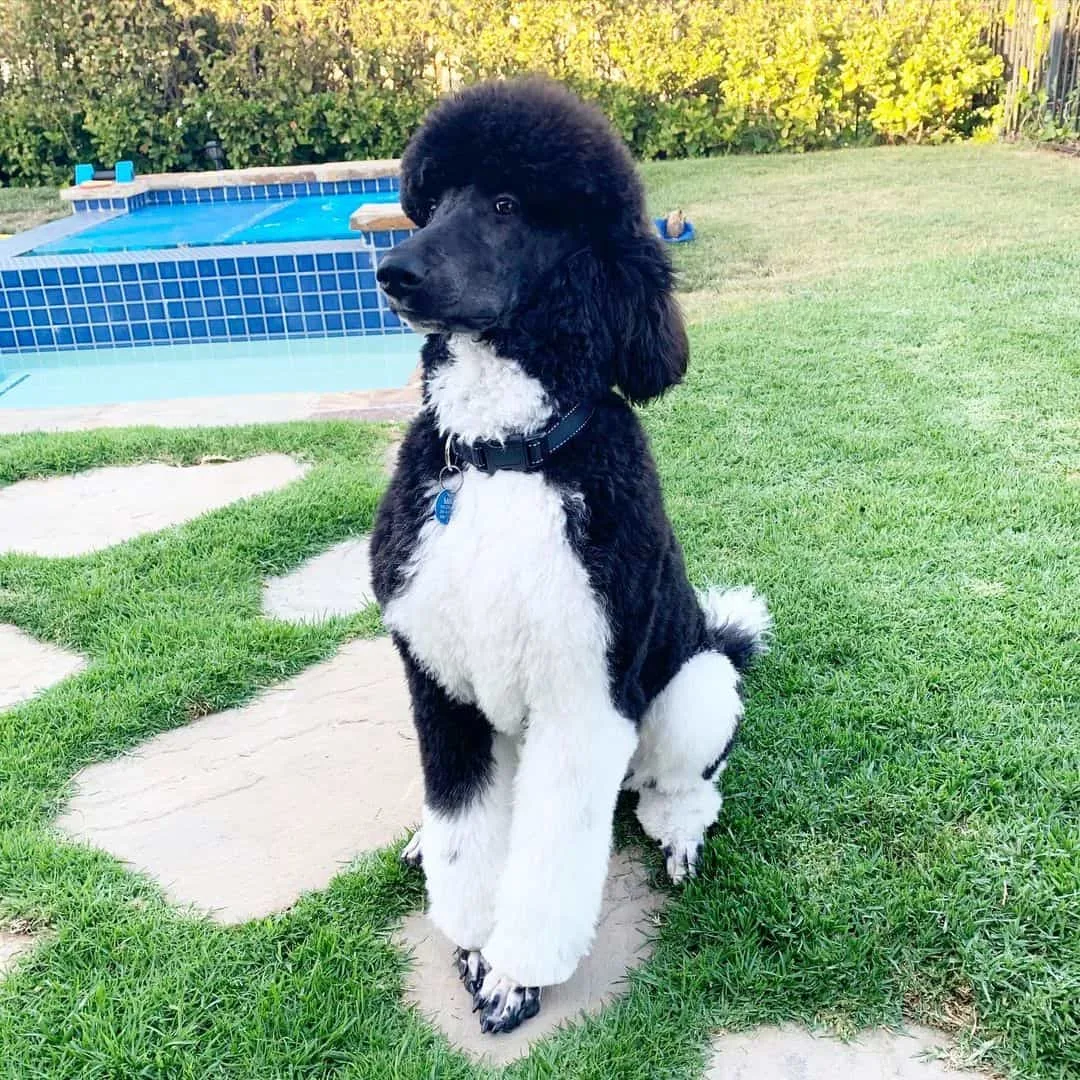 black and white poodle