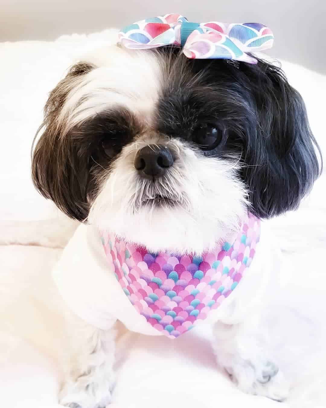 black and white shih tzu