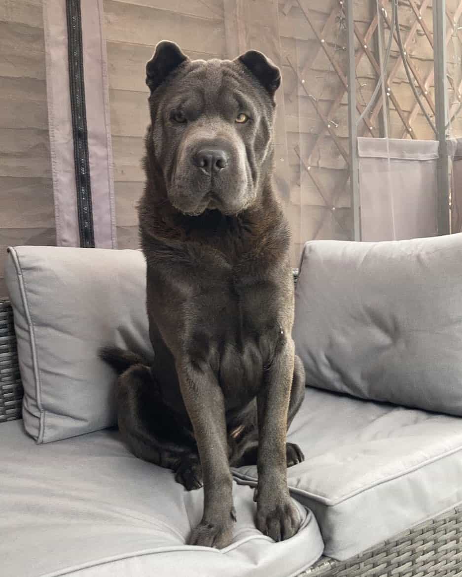 black chow pei on bed