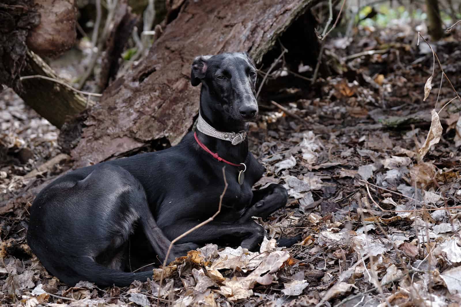 black greyhound dog lies resting in the forest