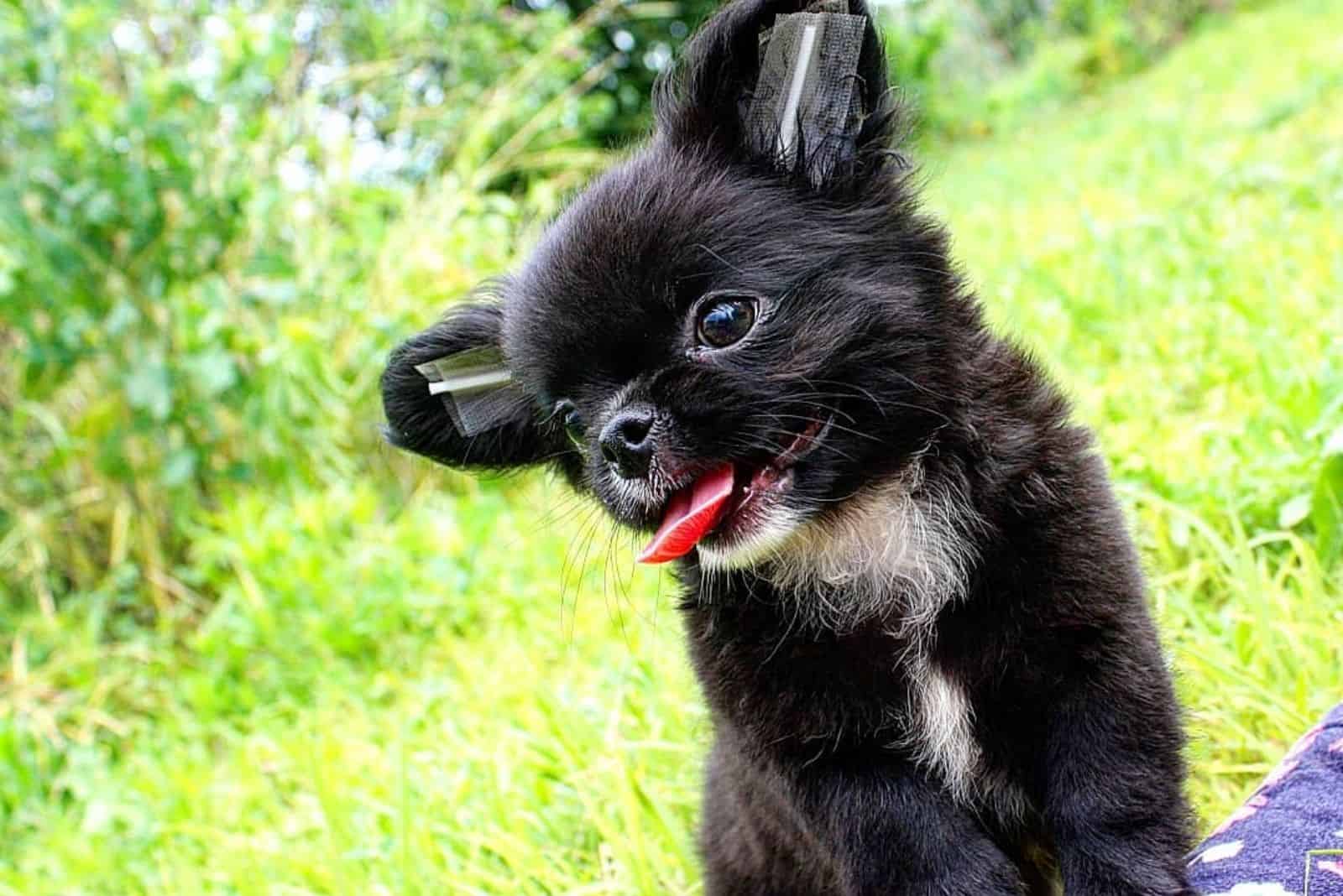 black micro chihuahua in nature