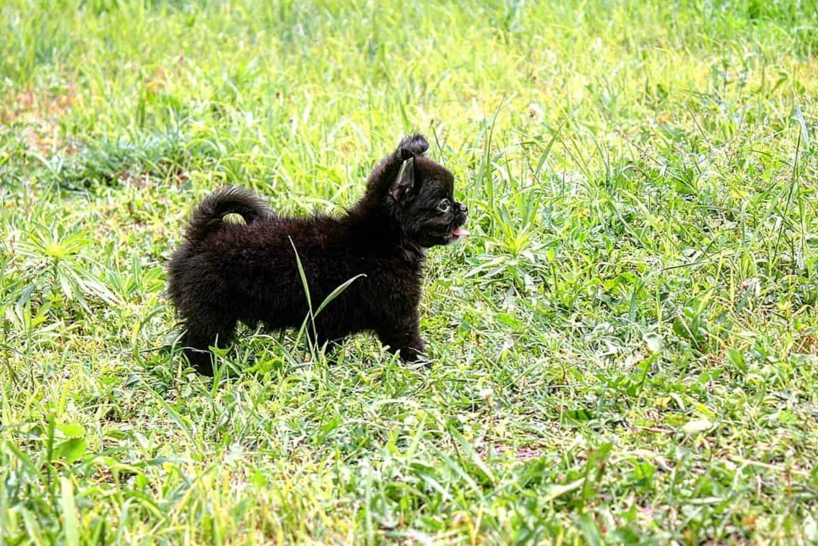 black micro chihuahua