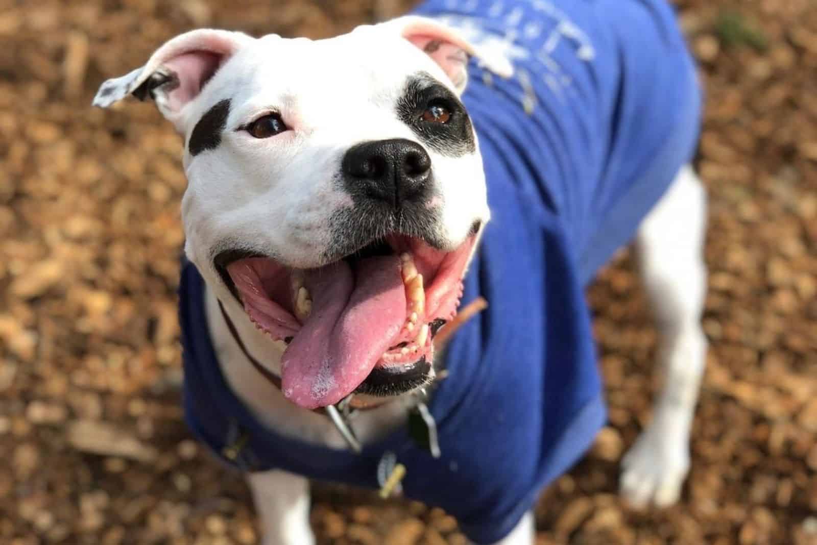 black nosed Colby Pitbull