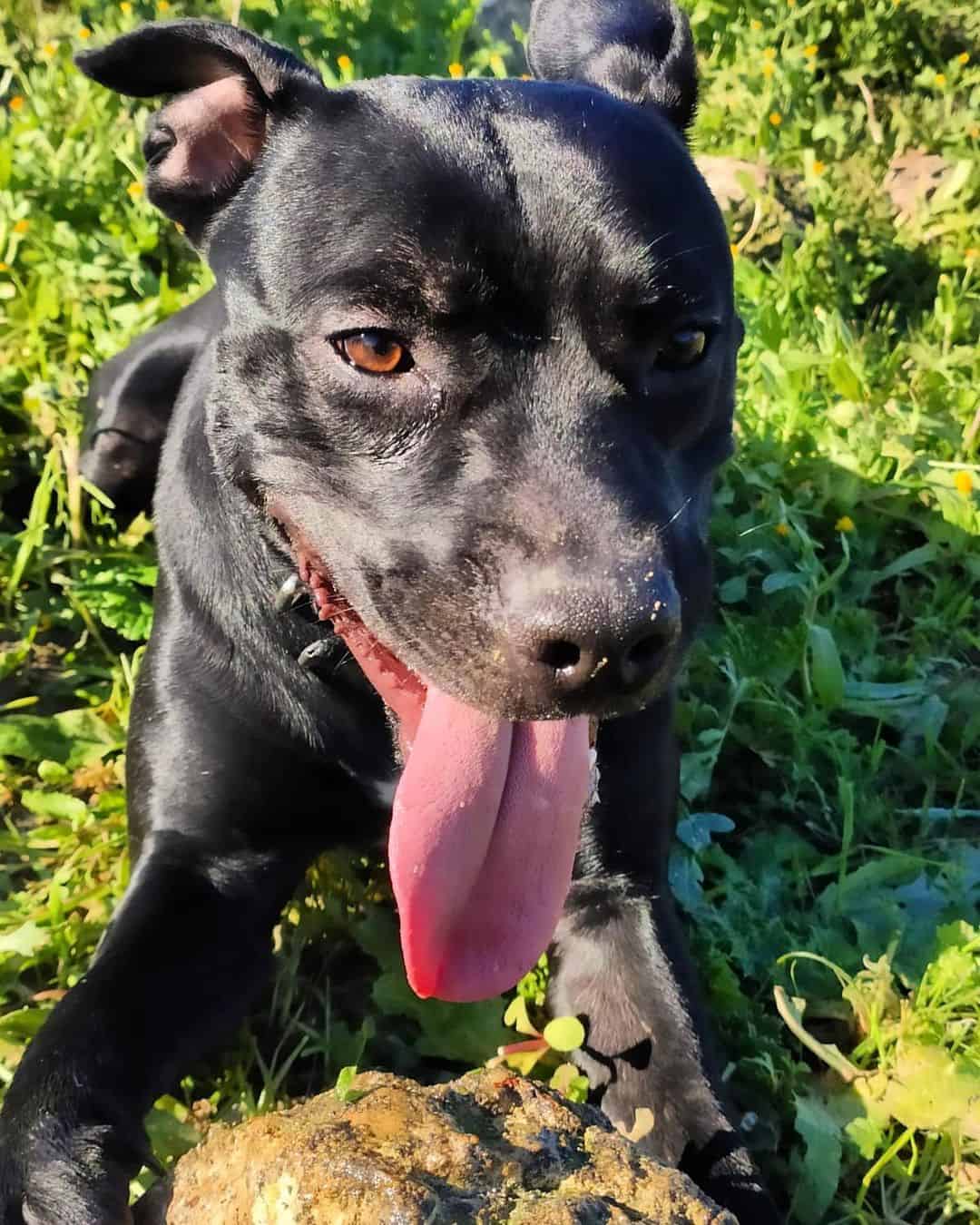 black pitbull in grass