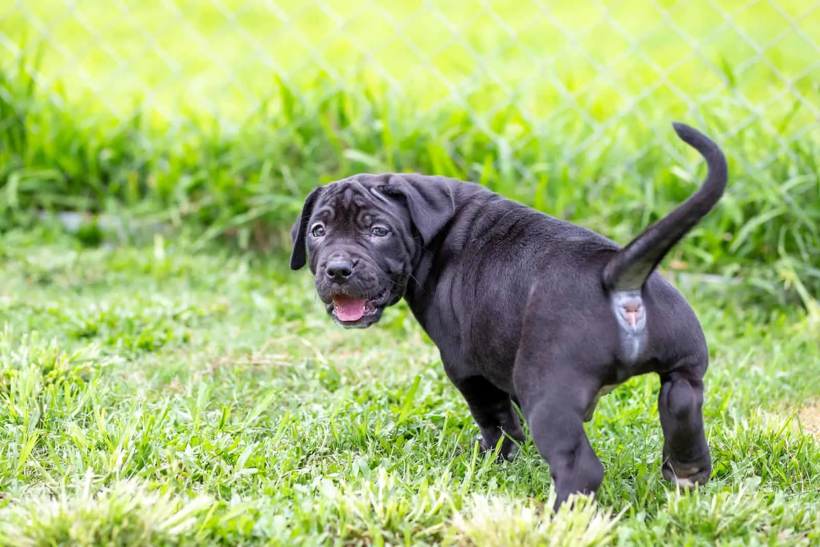 black pitbull puppy outdoors