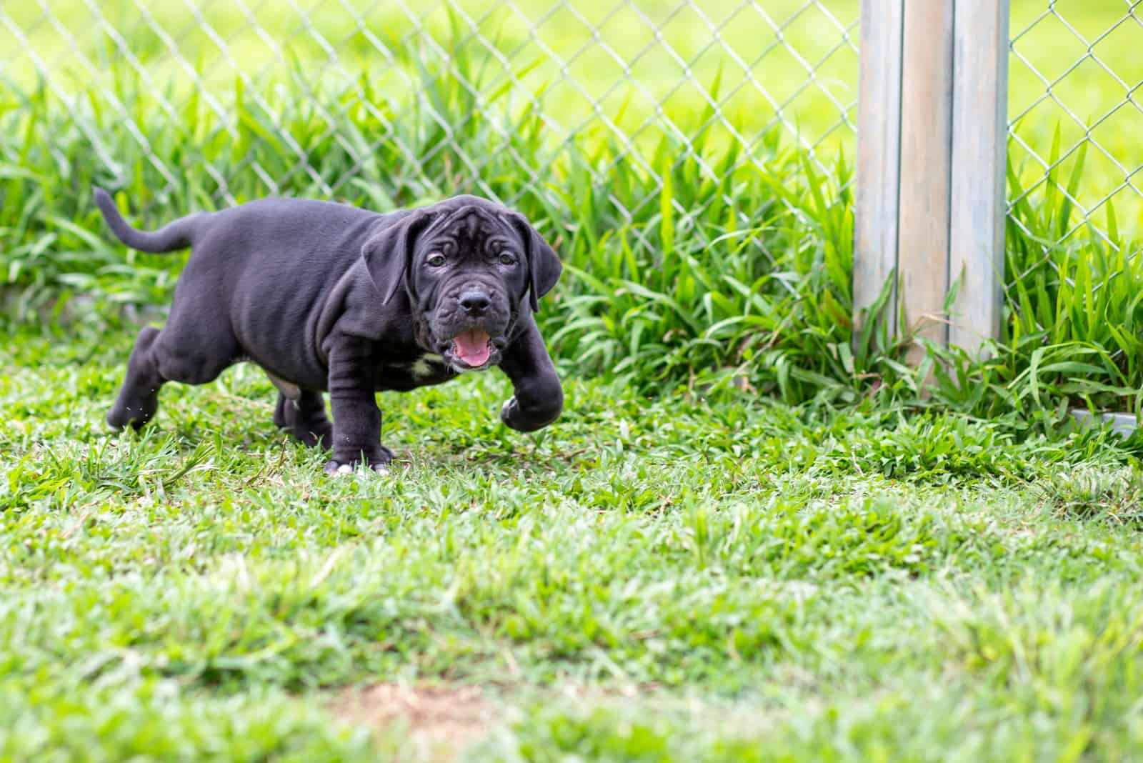 black pitbull puppy walking on the grass