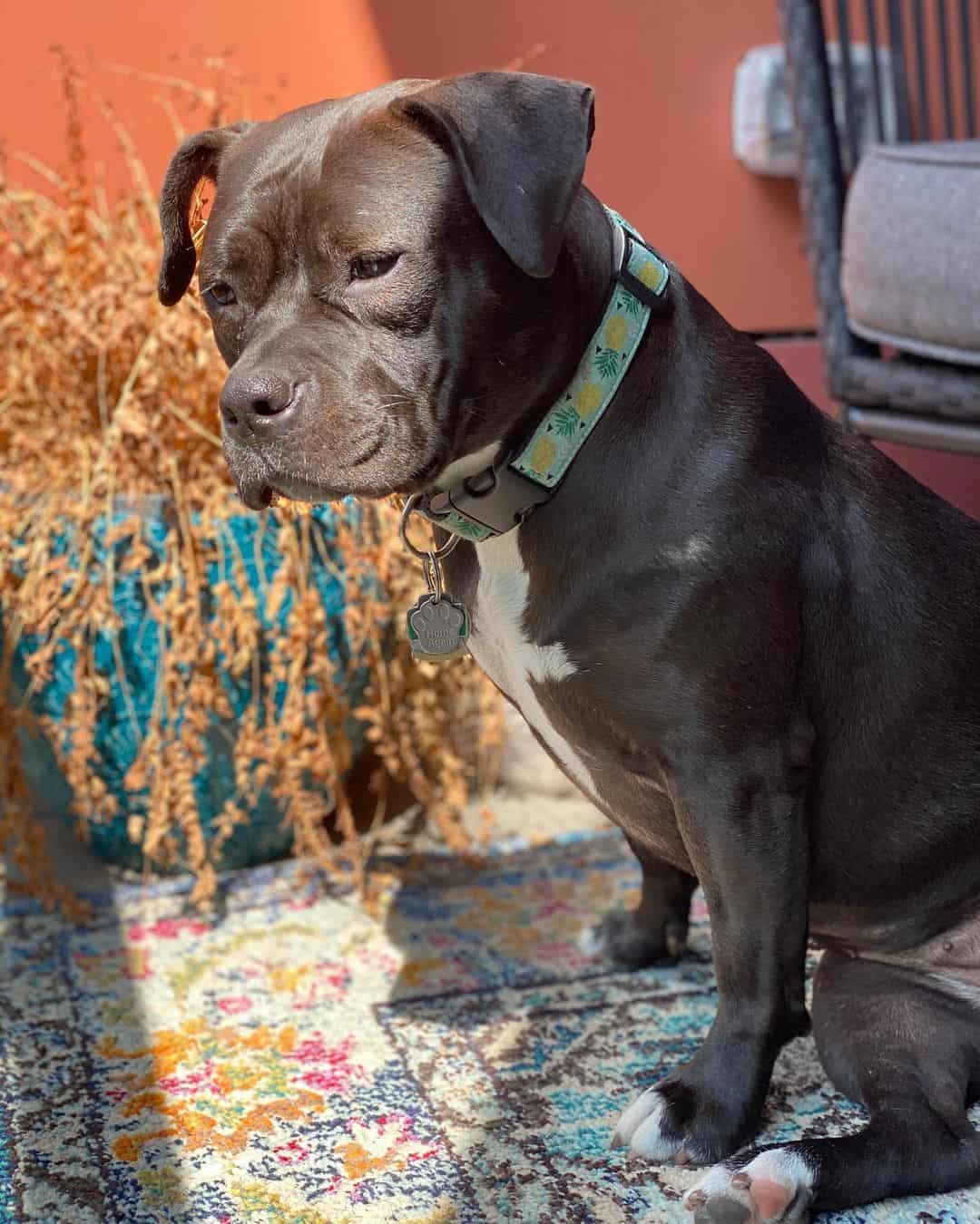 black pitbull