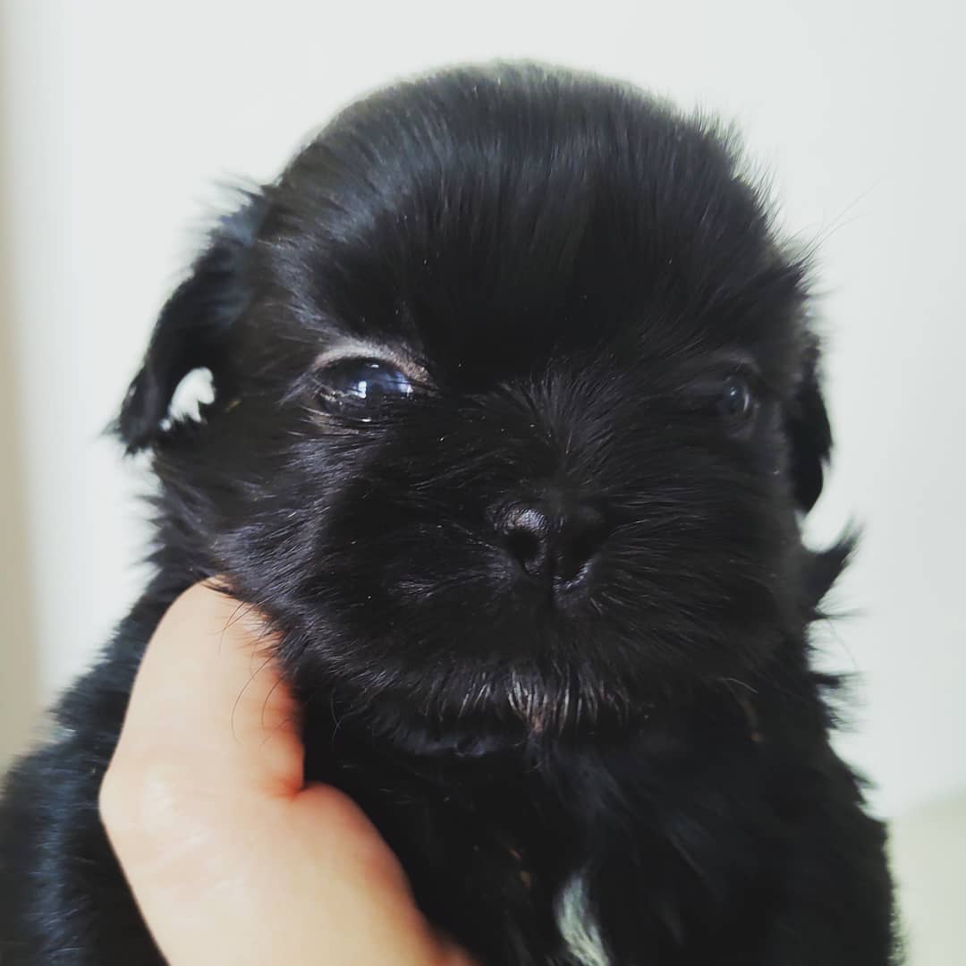 black shih tzu