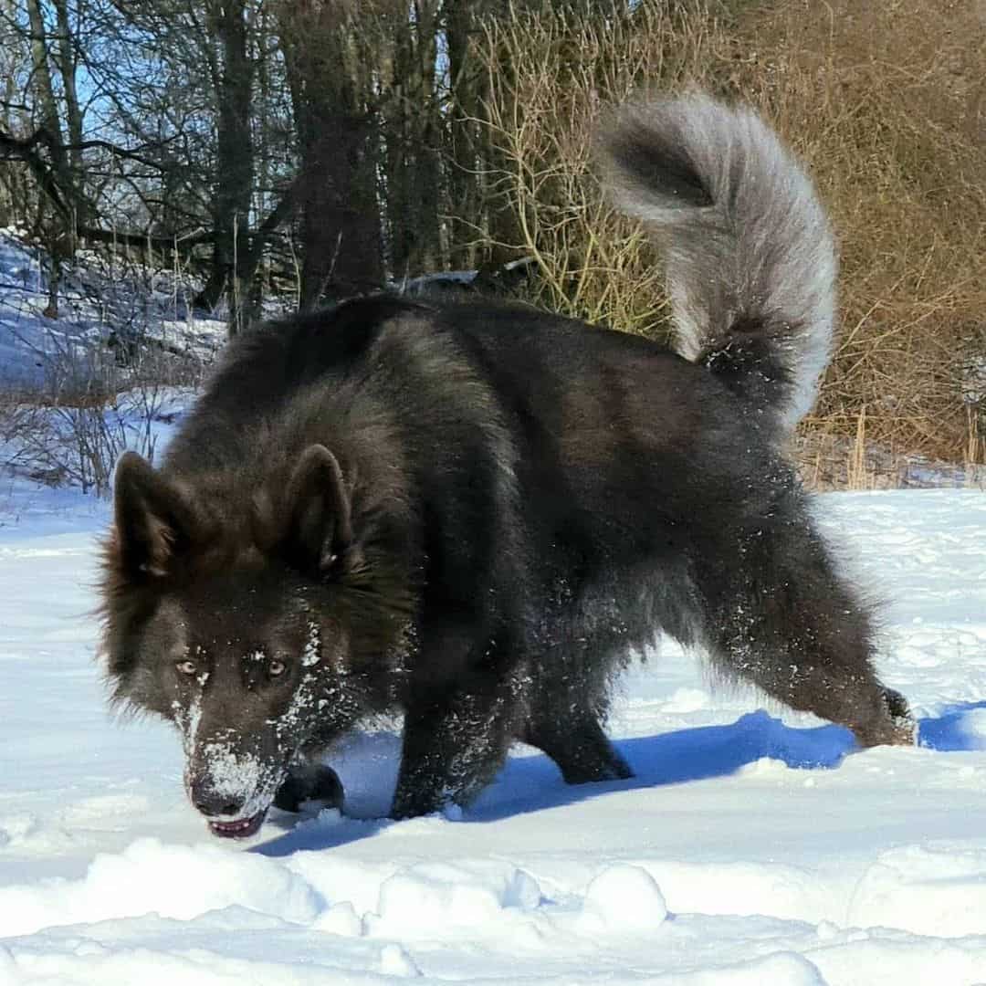 blue german shepherd on snow