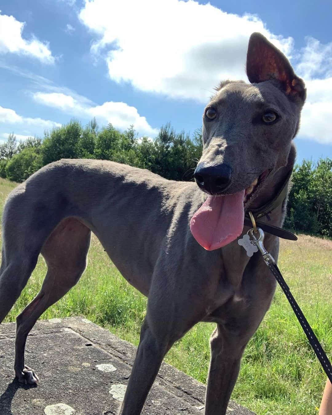 blue greyhound dog outdoors