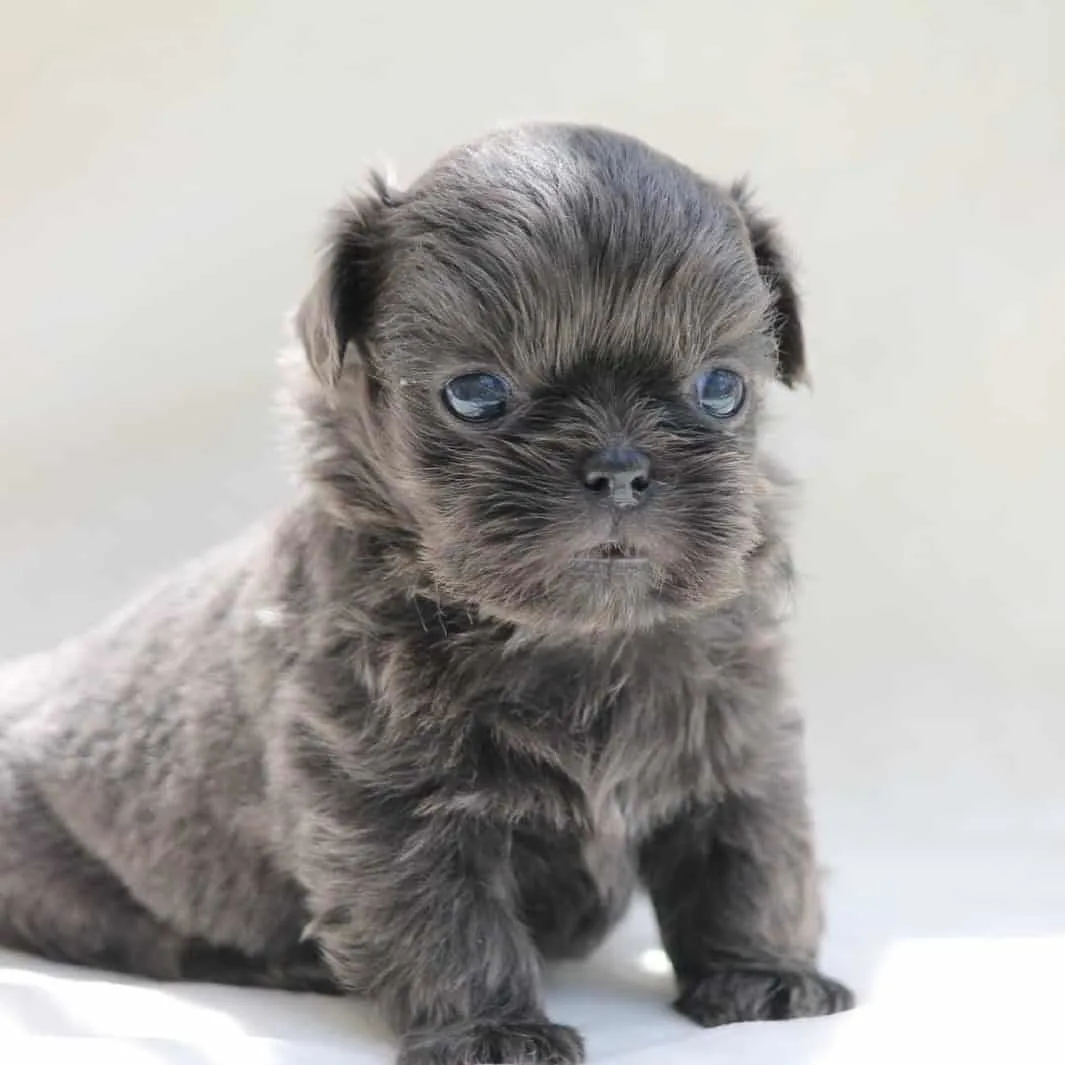 blue silver shih tzu puppy