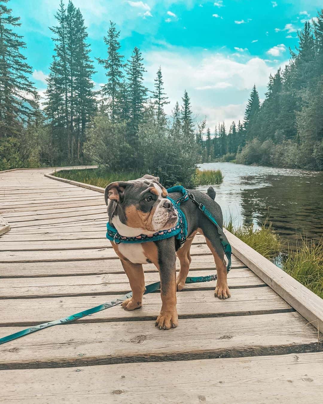 blue tan english bulldog