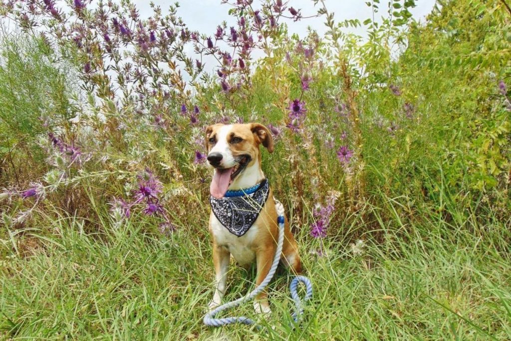 Corgi Boxer Mix: A Shy Lap Dog Or Bouncy Menace?