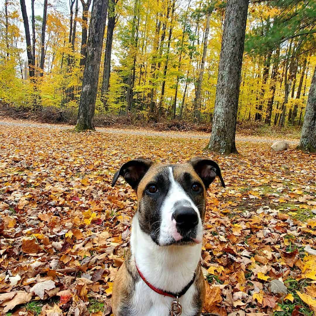 boxer corgi mix in park