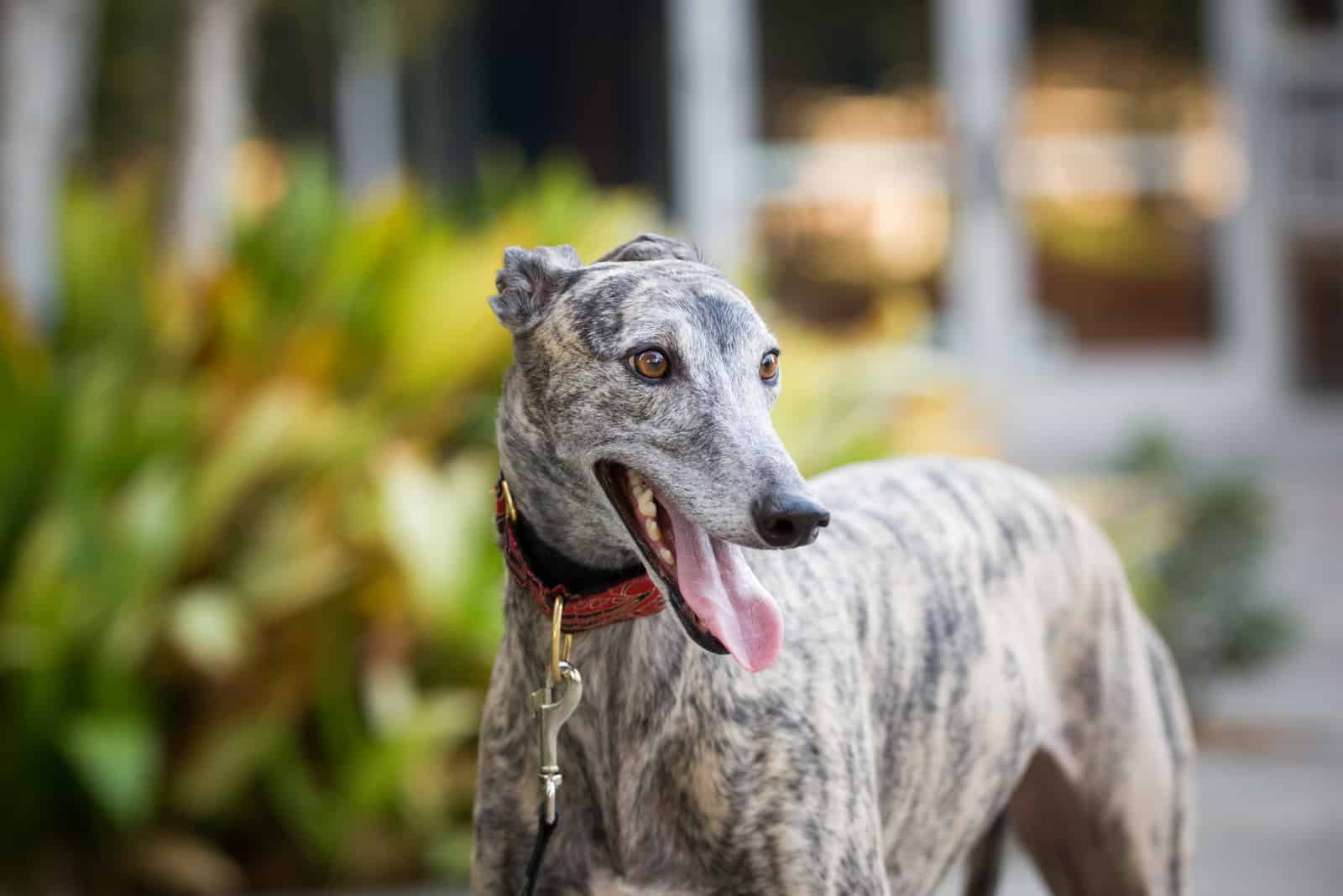 brindle Greyhound dog outdoor