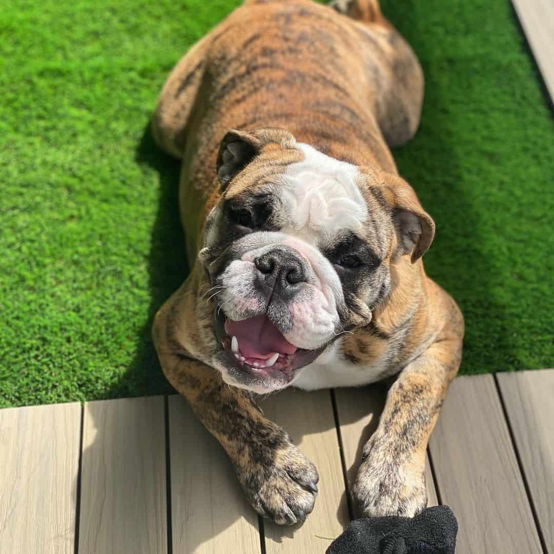 brindle english bulldog