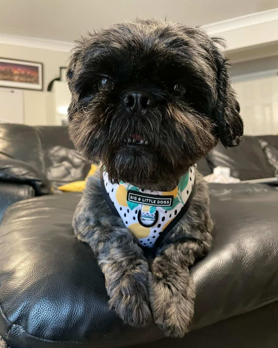 brindle shih tzu at home