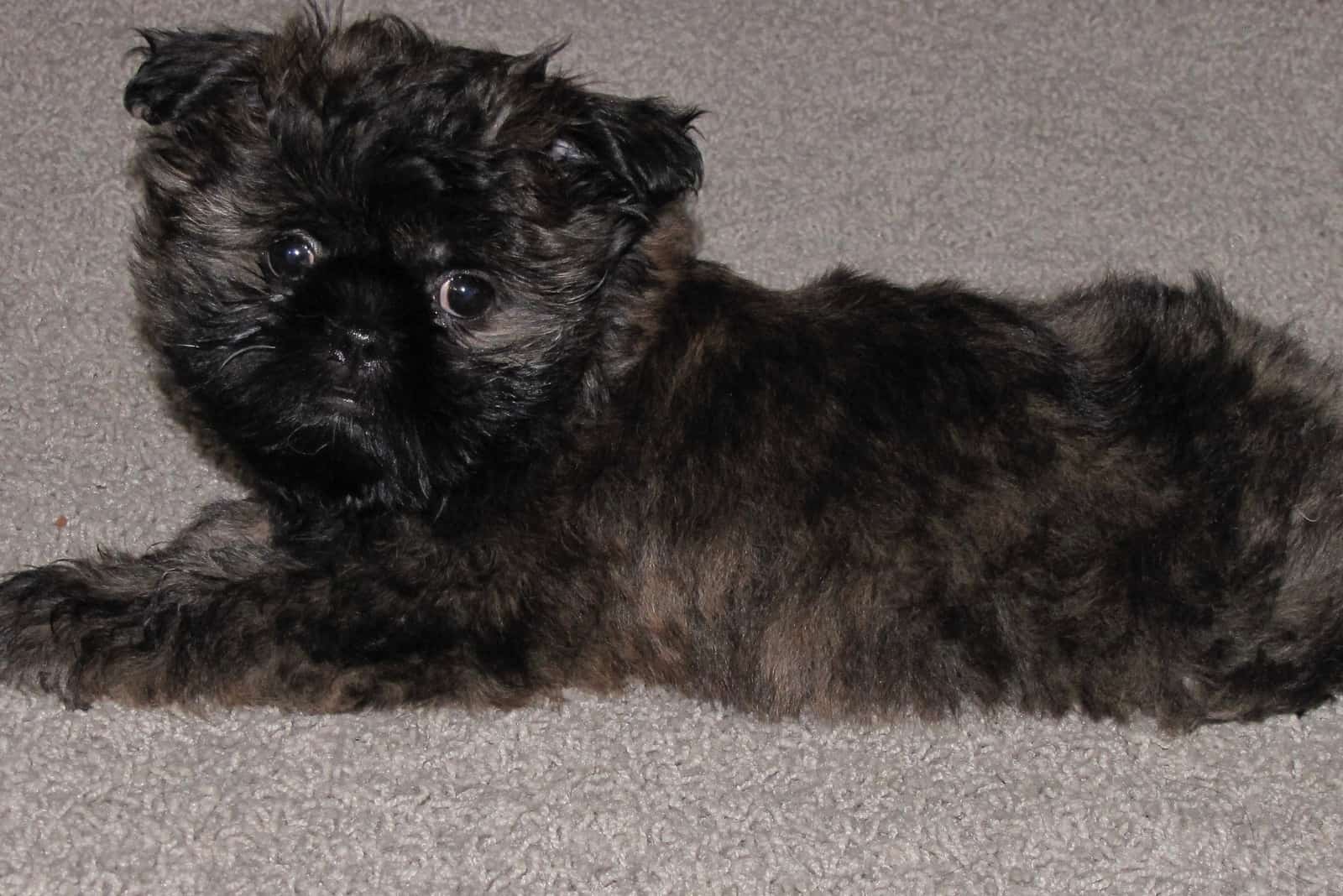 brindle shih tzu puppy