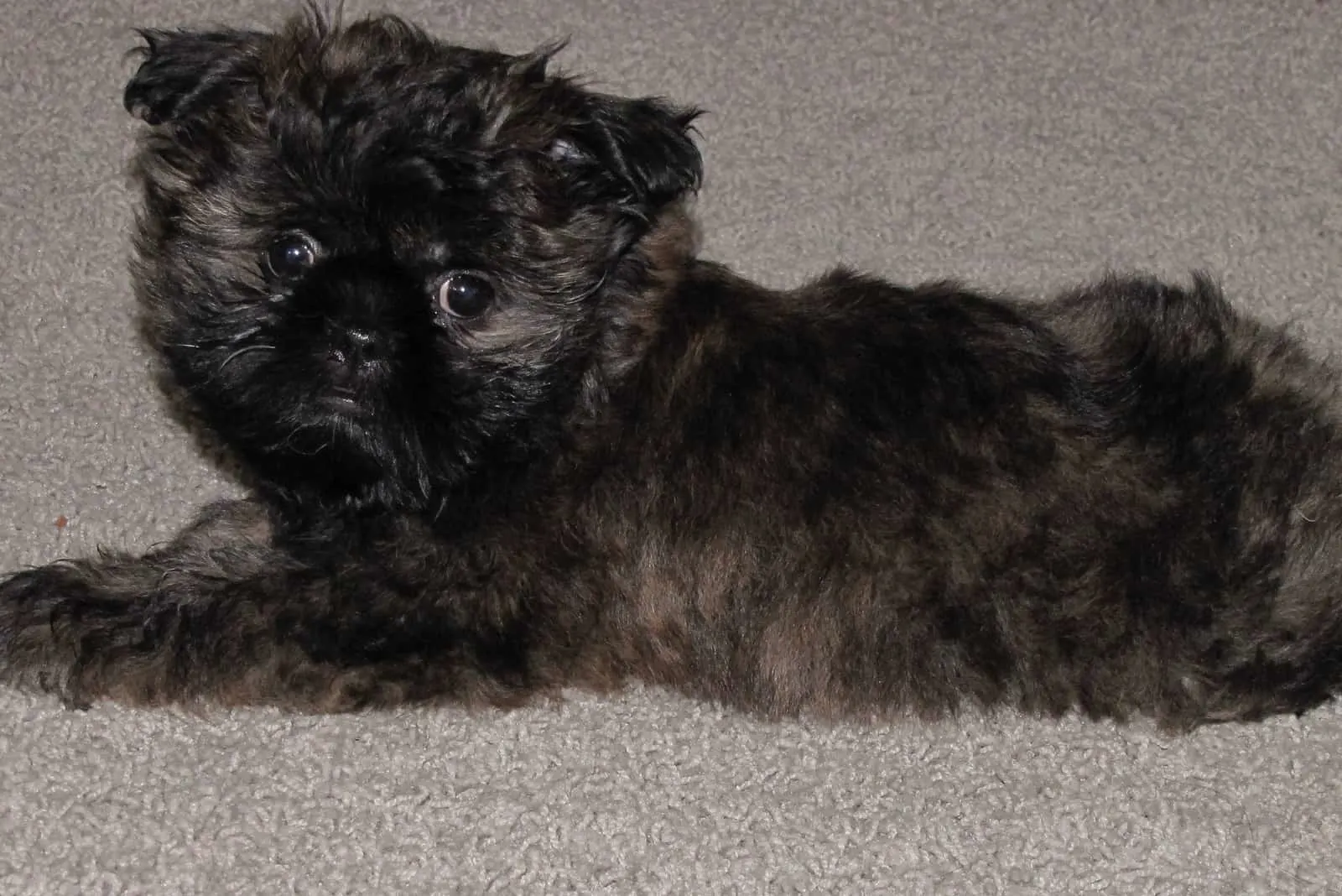 brindle shih tzu puppy