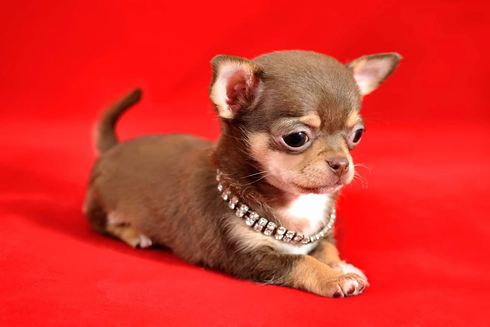 brown and tan short-haired Chihuahua puppy