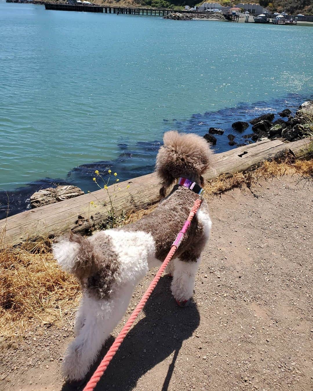 brown and white poodle