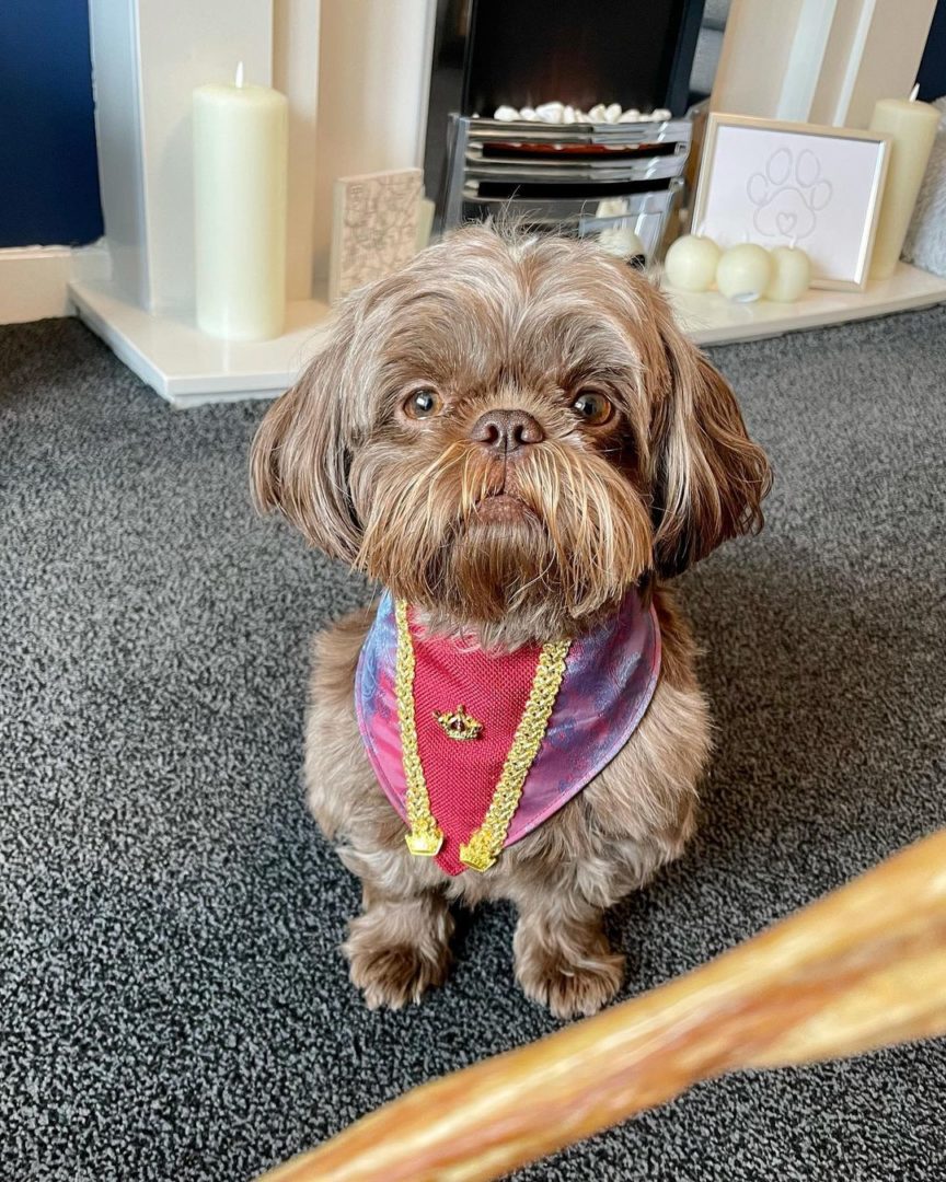 Liver Shih Tzu The Story Behind This Rare Beauty